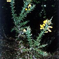 Ginster in der Heide