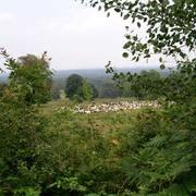 Ansicht Wahner Heide