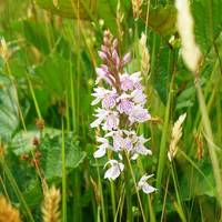 Orchideen in der Wahner Heide